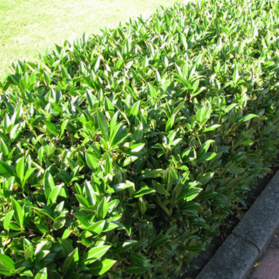 Prunus Rotundifolia - Evergreen Cherry Laurel Hedging Plants, Hardy Shrubs (20-40cm, 25 Plants)