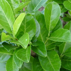 Prunus Rotundifolia - Evergreen Cherry Laurel Hedging Plants, Hardy Shrubs (20-40cm, 5 Plants)