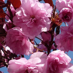 Prunus Royal Burgundy Flowering Japanese Cherry Tree 4-5ft Supplied in a 5 Litre Pot