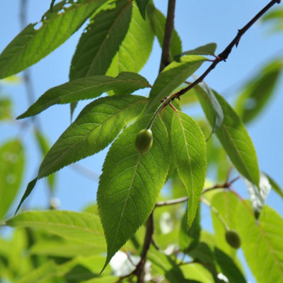 Prunus Serrula Tree - Striking Red Bark, Hardy, Low Maintenance (5-6ft)