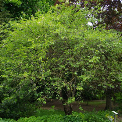 Prunus Serrula Tree - Striking Red Bark, Hardy, Low Maintenance (5-6ft)