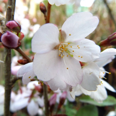 Prunus Spire Tree - Pinkish-White Flowers, Vibrant Autumn Foliage ...