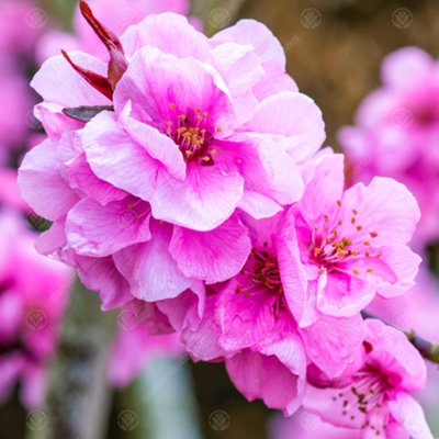 Flower Breeze 3点 Adorable Tree1点 まとめ割リピ割 Poster View from below of a blossoming Japanese cherry tree