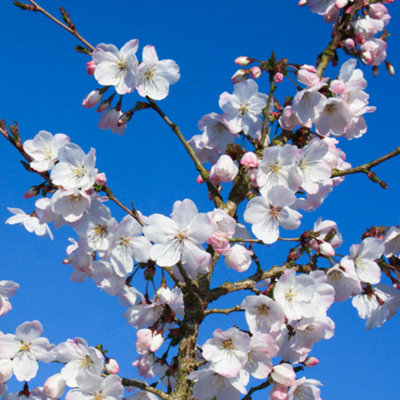 Prunus The Bride Tree - Elegant White Flowers, Low Maintenance