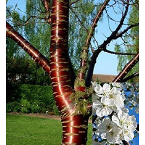 Prunus Tibetica 5-6ft Tall Tibetan Birch Bark Flowering Cherry Tree