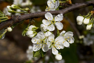 Prunus Victoria Plum Fruit Tree 140-150cm Tall Supplied Bare Rooted
