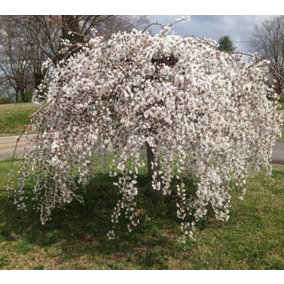 Prunus Yedoensis Weeping Japanese Flowering Cherry Tree 5-6ft Tall