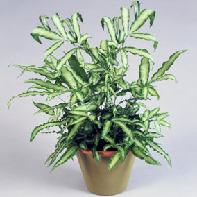 Pteris Albolineata Cretan Brake Fern - Indoor Plant, Ideal for UK Homes, Office, Bright Green Variegated Foliage (25-35cm)