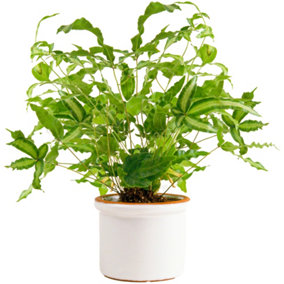Pteris Albolineata - Cretan Brake Fern, Indoor Plant in 12cm Pot, Low Maintenance Plant with Bright Green Leaves (25-35cm)