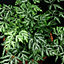 Pteris Albolineata - Indoor House Plant for Home Office, Kitchen, Living Room - Potted Houseplant (25-35cm Height Including Pot)