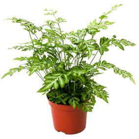 Pteris Evergemiensis - Indoor House Plant for Home Office, Kitchen, Living Room - Potted Houseplant (25-35cm Height Including Pot)