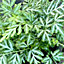 Pteris Evergemiensis - Indoor House Plant for Home Office, Kitchen, Living Room - Potted Houseplant (25-35cm Height Including Pot)