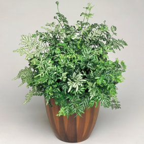 Pteris Evergemiensis - Indoor Silver Lace Fern, Variegated Fronds, Low Maintenance, Compact Size (25-35cm Height Including Pot)