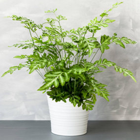 Pteris Evergemiensis - Stunning Indoor Fern Houseplant for Home Office, Easy to Care For Plant (25-35cm Height Including Pot)