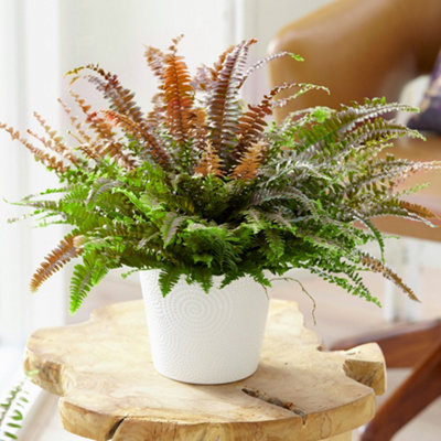 Pteris Tricolor - Green and Bronze Coloured Foliage, Indoor Fern Plant in  12cm Pot, Compact Size (25-35cm Height Including Pot) | DIY at B&Q