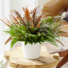 Pteris Tricolor - Green and Bronze Coloured Foliage, Indoor Fern Plant in 12cm Pot, Compact Size (25-35cm Height Including Pot)