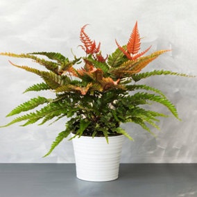 Pteris Tricolor - Indoor Painted Brake Fern, Colourful Variegated Fronds, Low Maintenance (25-35cm Height Including Pot)