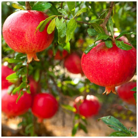 Punica Granatum Dente di Cavallo / Pomegranate Tree in 1-2L Pot, Tasty Fruit 3FATPIGS