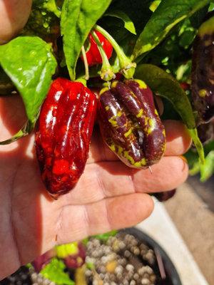 Bhut Jolokia Chilli Seeds