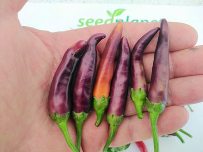 Cayenne Chilli Seeds