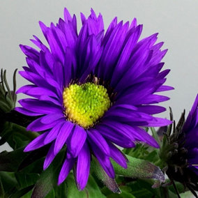 Purple Dome Aster Perennials Flowering Plant Symphyotrichum Novae-Angliae 2L Pot