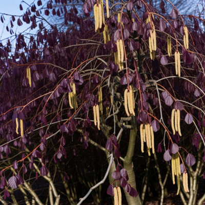 Purple Filbert (Corylus maxima) Tree - 7Ltr Potted