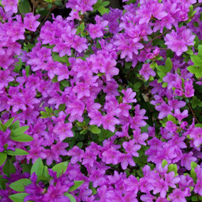 Purple Japanese Azalea (30-40cm Height Including Pot) - Delicate Purple Blooms, Evergreen