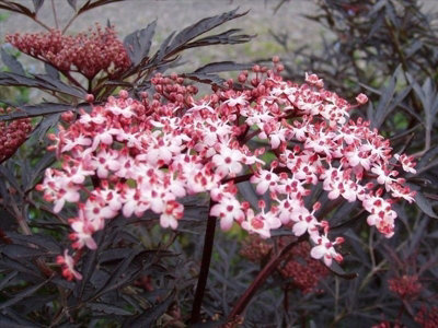 purple-leaved-elder-flower-