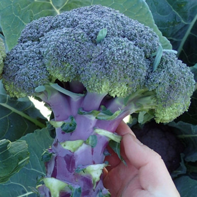 Purple Magic F1 Broccoli Unique Purple Stems Tight Heads Heat Tolerant ...