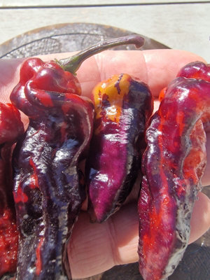 Purple Pinger Red Chilli Seeds - 10 Fresh Seeds