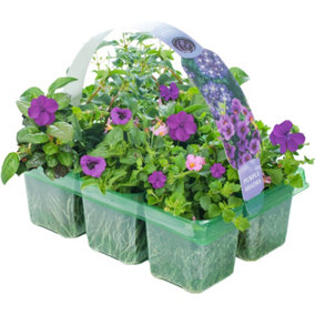 Purple Shades Basket Plants: Regal Elegance, Vibrant Hues, 6 Pack Majesty (Ideal for Baskets)