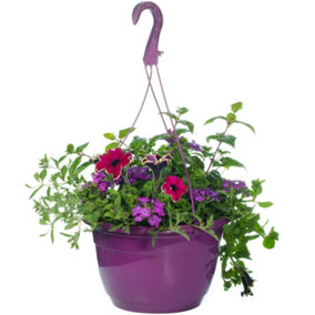 Purple Shades Hanging Basket: Elegant Purple Blooms, Outdoor Aesthetic (25cm)