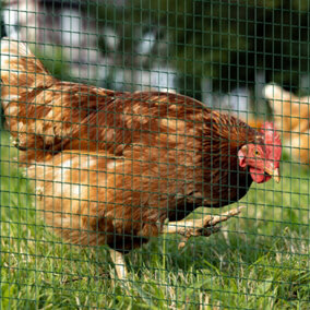 PVC Coated Welded Wire Mesh Chicken Poultry Aviary Fence Run Hutch Pet Rabbit