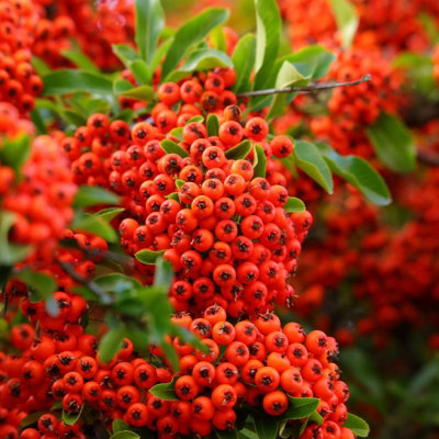 Pyracantha coccinea Orange Glow Perennial Shrub Plug Plant
