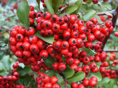 Pyracantha coccinea Red Column Perennial Shrub Plug Plant