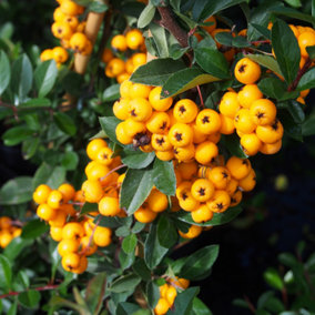 Pyracantha Golden Charmer Garden Plant - Vibrant Golden Berries, Compact Growth, Medium Size (20-40cm Height Including Pot)