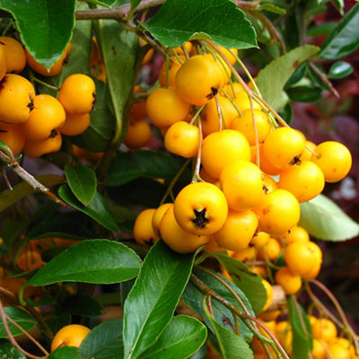 Pyracantha Golden Charmer Garden Plant - Vibrant Golden Berries, Compact Growth, Medium Size (20-40cm Height Including Pot)