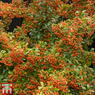 PYRACANTHA ORANGE GLOW 9CM POT X 1