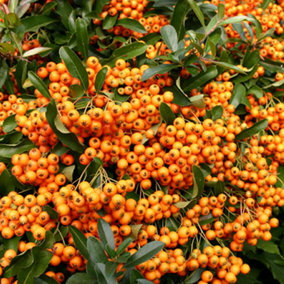 Pyracantha Orange Glow Garden Plant - Bright Orange Berries, Compact Growth, Medium Size (20-40cm Height Including Pot)