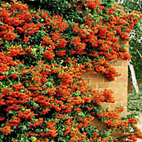 Pyracantha Orange Glow Garden Plant - Vibrant Orange Berries, Compact Size (20-40cm, 5 Plants)