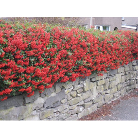 Pyracantha Red 60cm Height Evergreen Hedge Plant Pack of 12