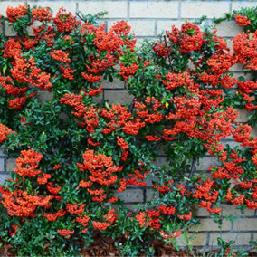 Pyracantha Red Column Garden Plant - Compact Size, Vibrant Red Berries (20-40cm, 100 Plants)