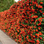 Pyracantha Red Column Garden Plant - Compact Size, Vibrant Red Berries (20-40cm, 5 Plants)