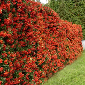 Pyracantha Red Column Garden Plant - Vibrant Red Berries, Compact Growth, Medium Size (20-40cm Height Including Pot)