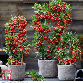 Pyracantha Red Star 9cm Pot x 1