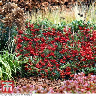 Pyracantha Red Star 9cm Pot x 1