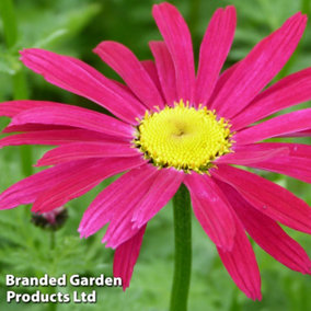 Pyrethrum coccineum James Kelway 1 Litre Potted Plant x 1