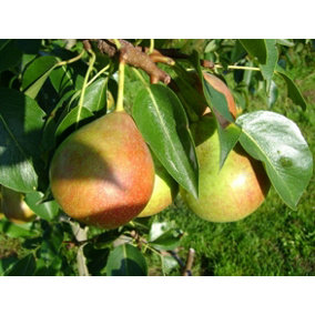 Pyrus Clapps Favourite Pear Dwarf Patio Fruit Tree 3-4ft Supplied in a 5 Litre Pot