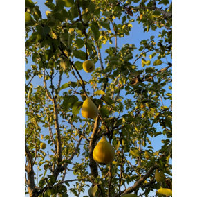 Pyrus Du Comice Pear Fruit Tree 5-6ft Tall Supplied in a 7.5 Litre Pot