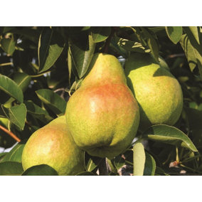 Pyrus Williams Pear Fruit Tree 6ft Tall Supplied in a 7.5 Litre Pot